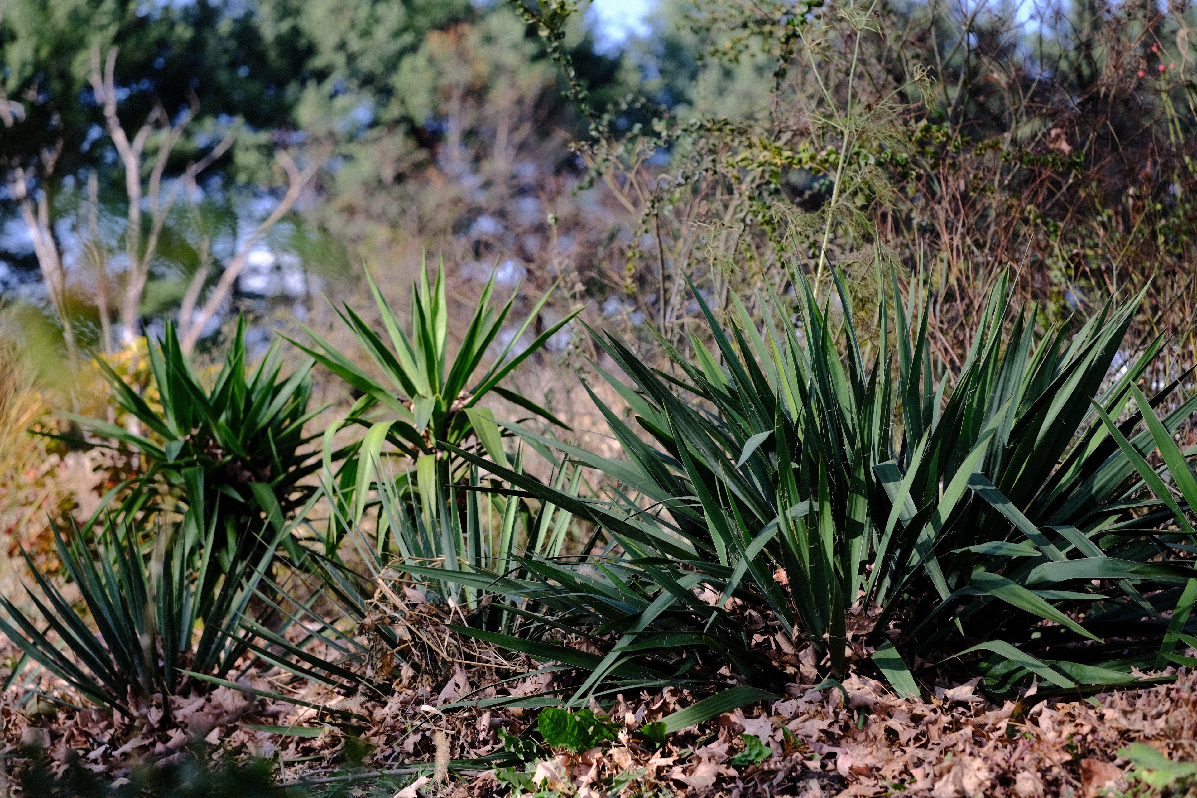 Yucca filamentosa (Adam's needle) group at The Old Dairy Nursery in late fall