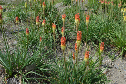 Kniphofia uvaria &