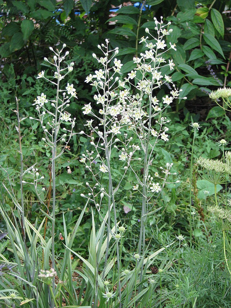 Zigadenus elegans (mountain deathcamas)