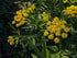 Zizia aurea (golden Alexander) golden umbel flowers