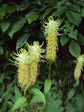 Phyteuma spicatum (spiked rampion) funky seed heads