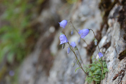 Campanula cochlearifolia (fairy&