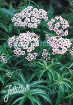 Achillea sibirica &