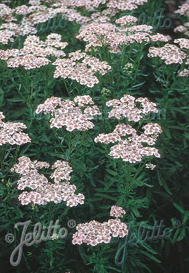 Achillea sibirica &