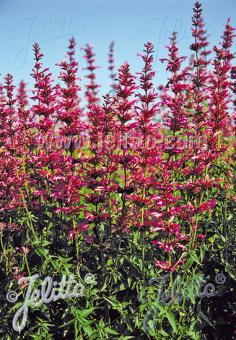 Agastache mexicana ‘Sangria’ – The Old Dairy Nursery & Gardens