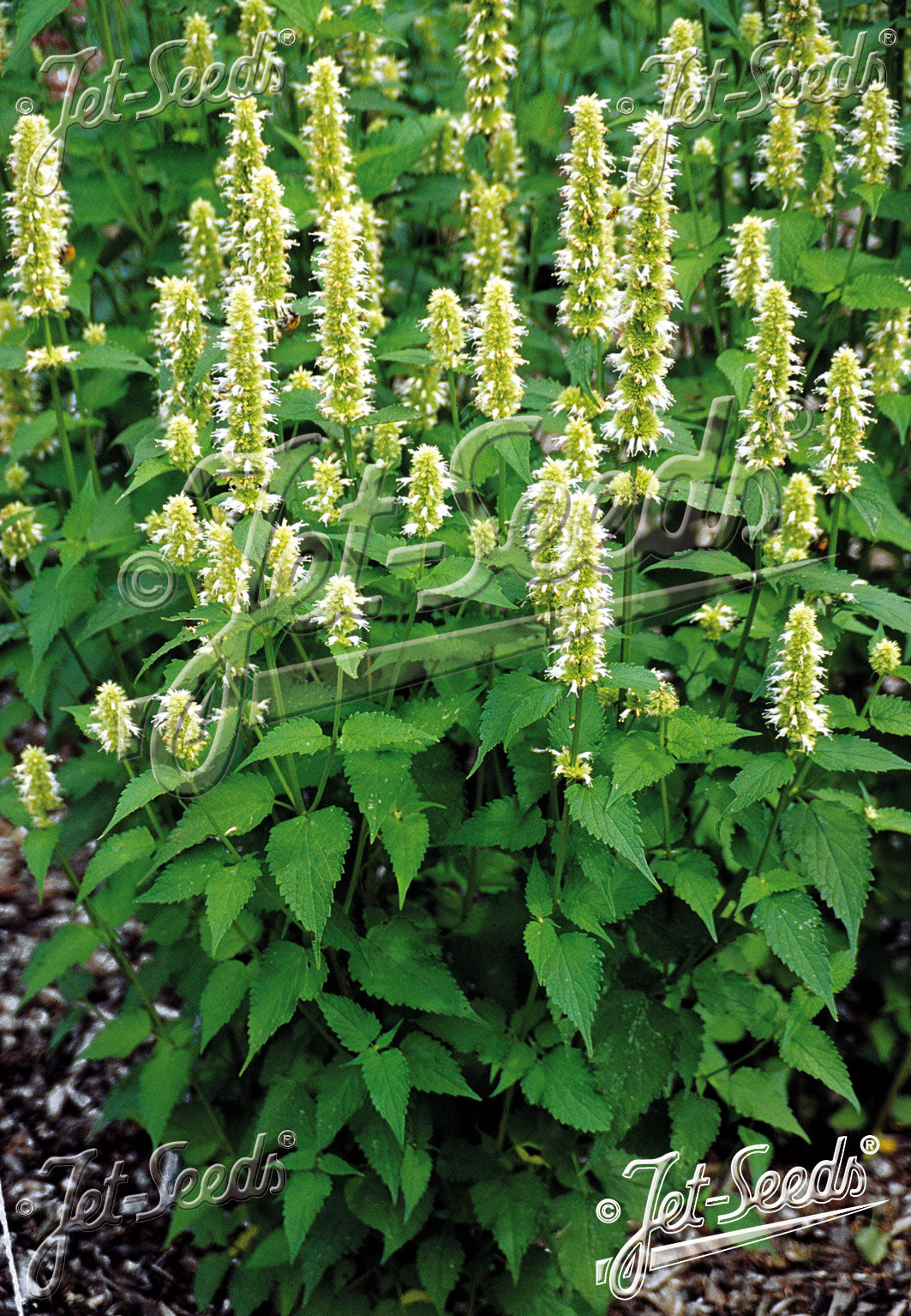 Agastache rugosa &