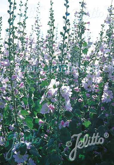 Alcea pallida (Turkish hollyhock) group of plants in bloom.