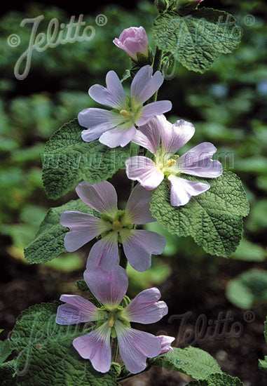 Alcea pallida (Turkish hollyhock) image of blooms from Jelitto