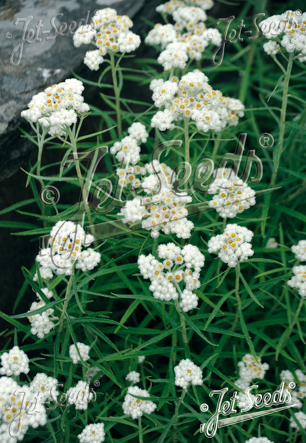 White Anaphalis margaritacea &
