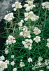 White Anaphalis margaritacea &