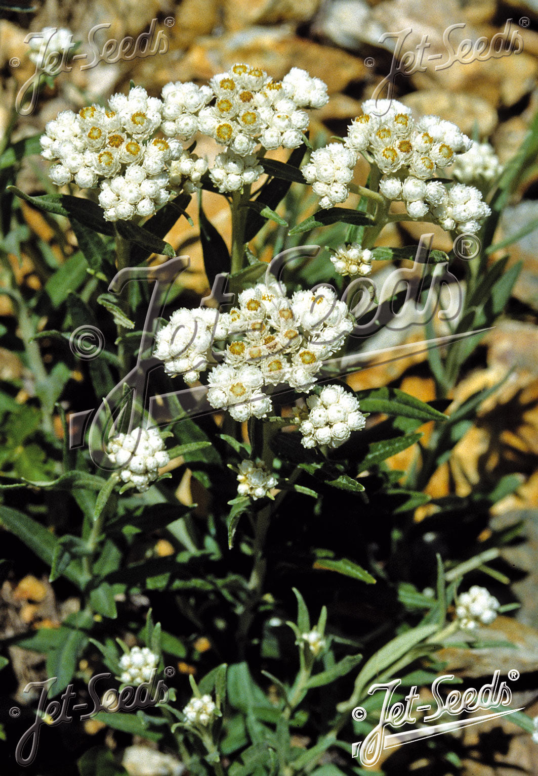 White Anaphalis margaritacea &