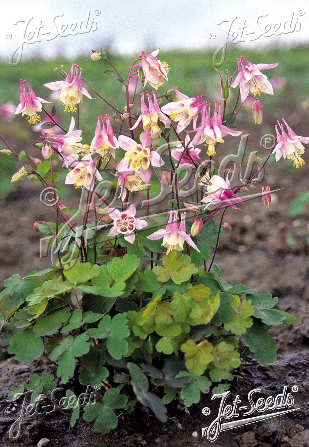 Aquilegia canadensis &