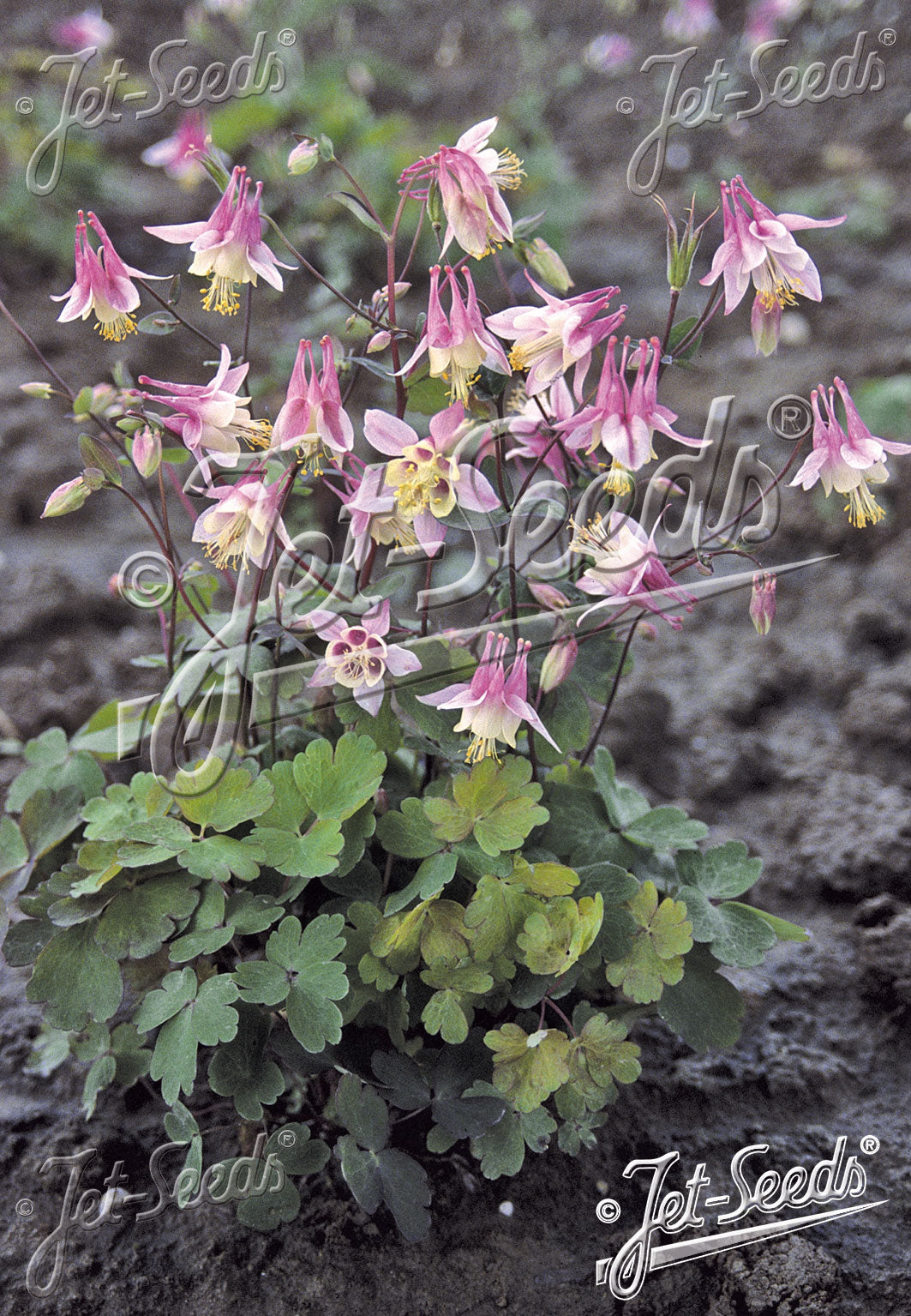 Aquilegia canadensis &