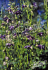 Purple flowers of Aquilegia vulgaris &