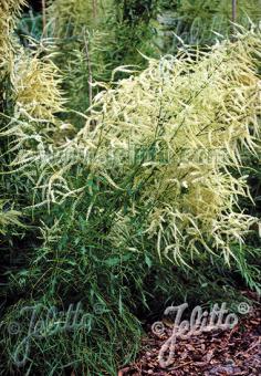 Aruncus dioicus &