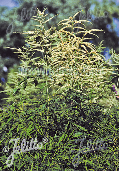 Aruncus dioicus &