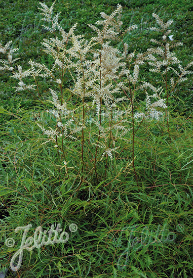 Aruncus dioicus &