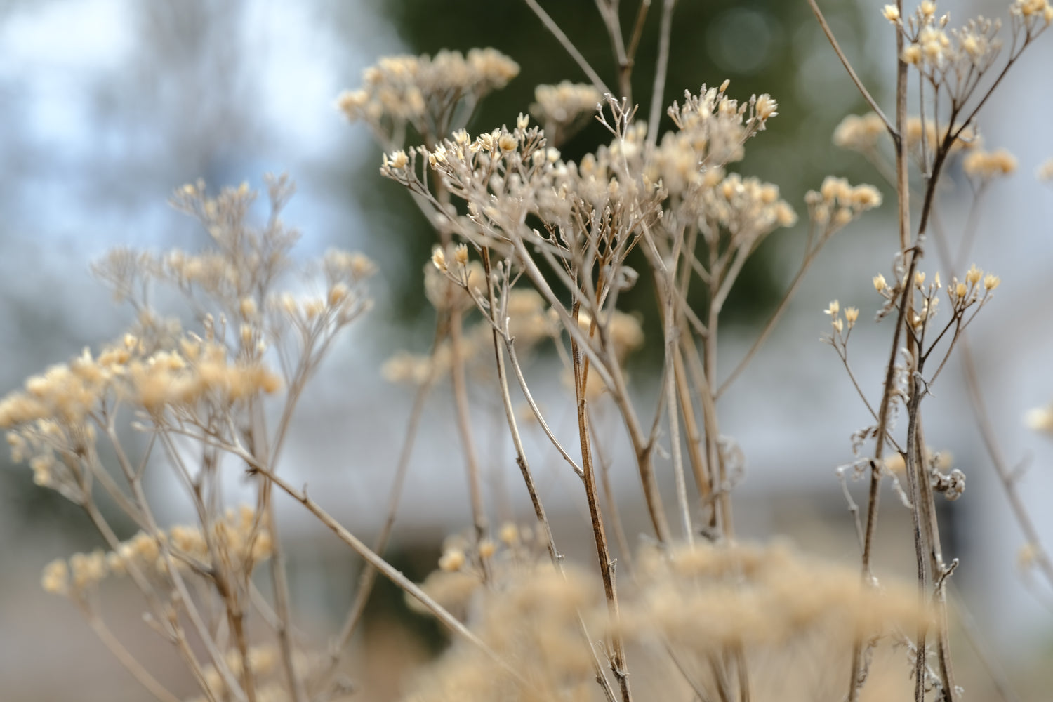Achillea millefolium &