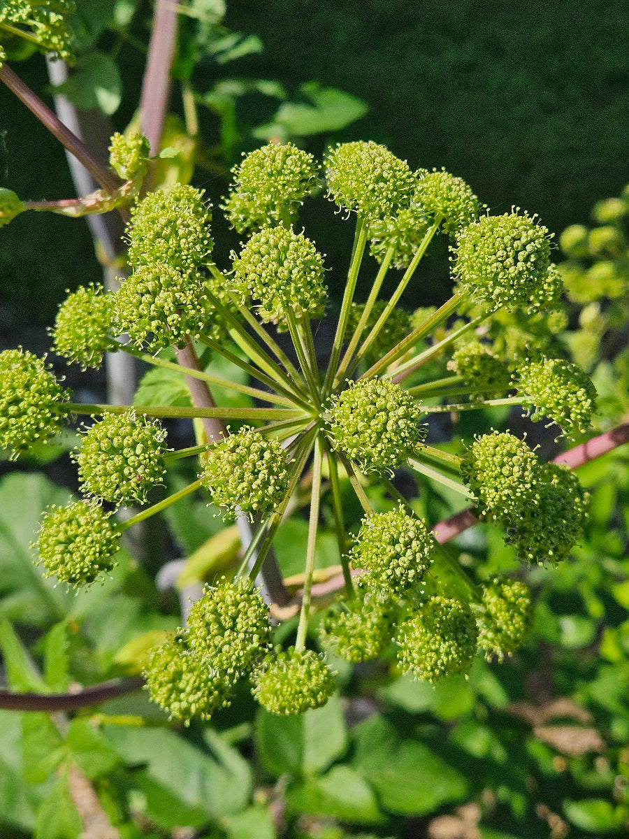 angelica archangelica in bloom