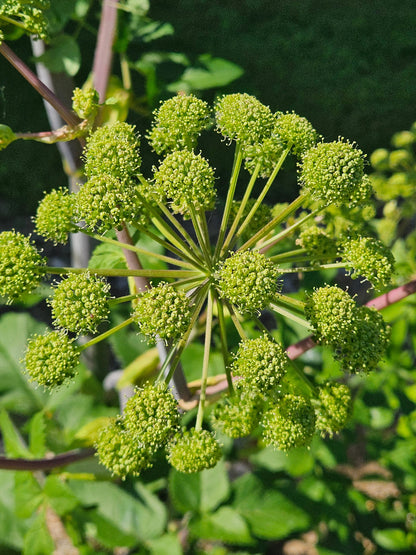 angelica archangelica in bloom
