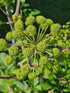angelica archangelica in bloom