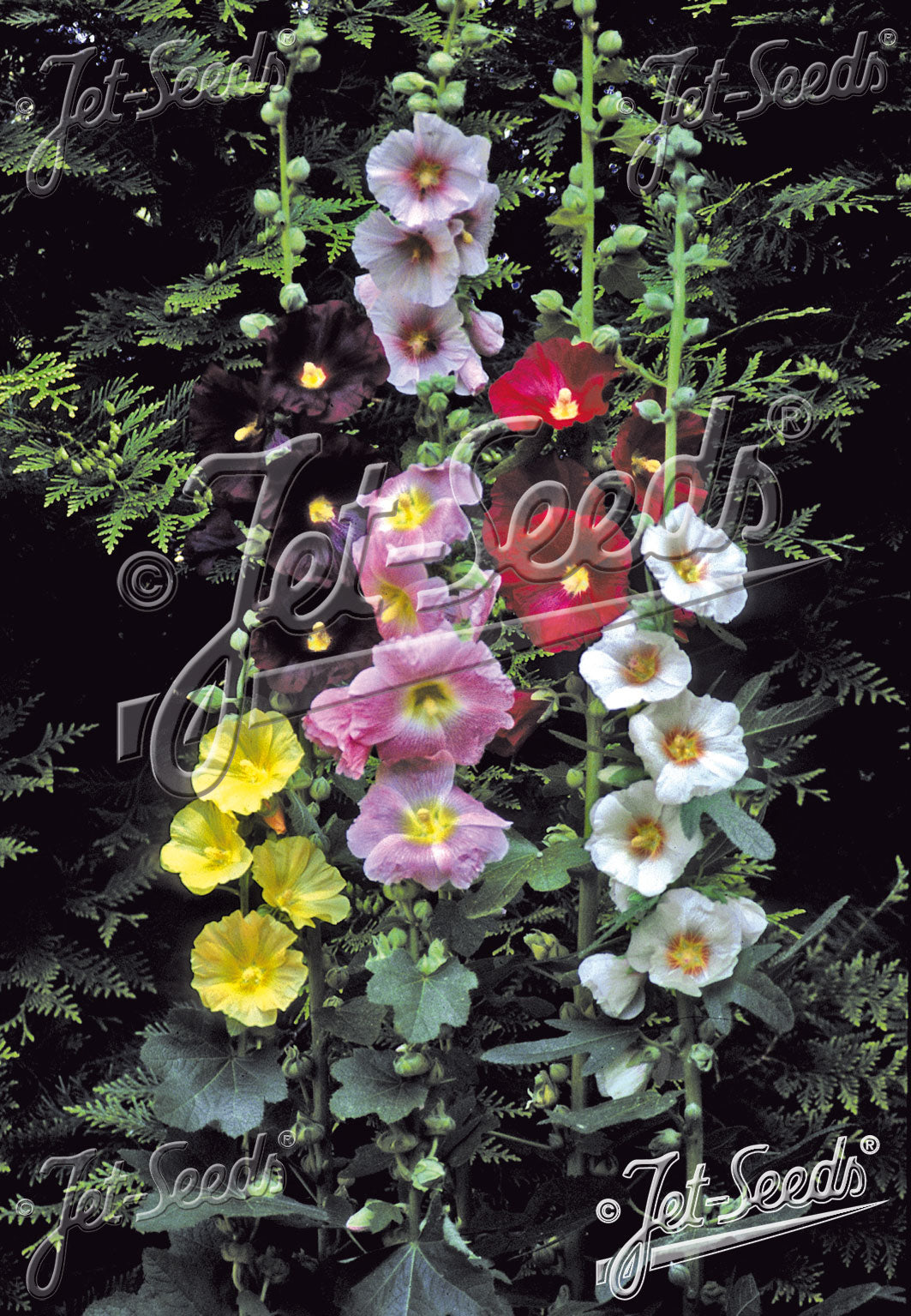 Alcea ficifolia (fig leaf hollyhock) mixed colors