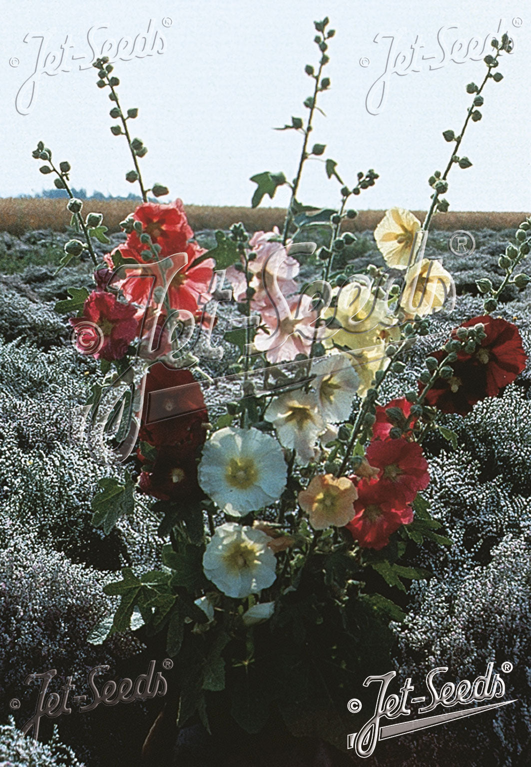 Alcea ficifolia (fig leaf hollyhock)  flowers