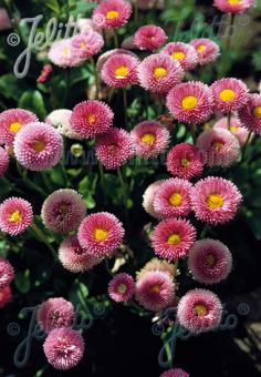 Bellis perennis &