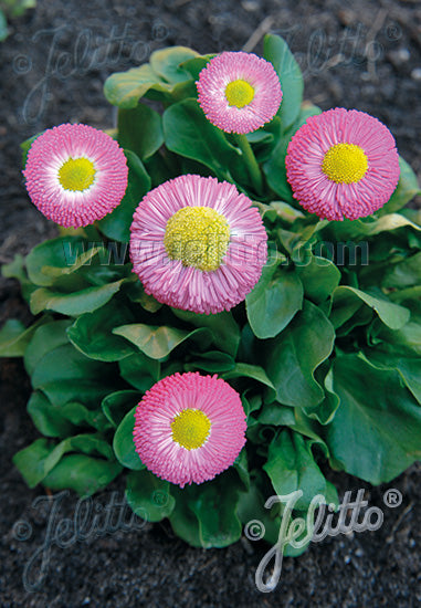 Bellis perennis &