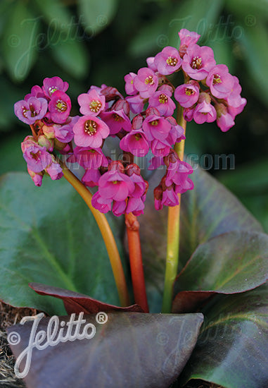 Bergenia cordifolia &