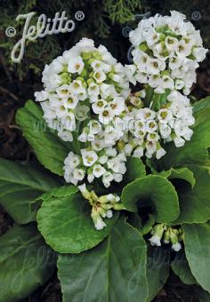 Bergenia cordifolia &