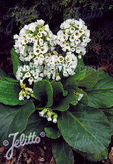 Bergenia cordifolia &