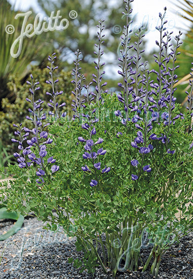 Baptisia australis var. minor | dwarf blue false indigo