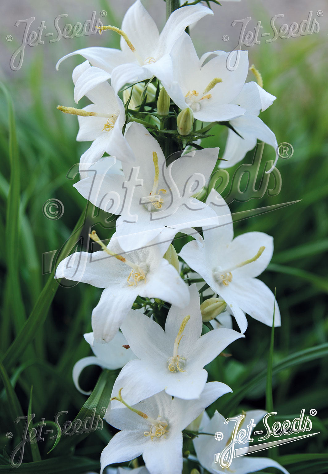 Campanula pyramidalis var. alba (chimney bellflower) white flowers with green leaves on a blurred background