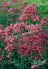 Centranthus ruber &