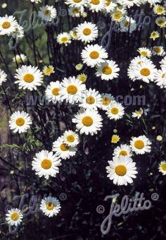 Leucanthemum vulgare* 'Maikonigin'