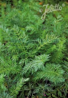 Carum carvi (caraway) foliage