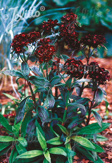 Dianthus barbatus &