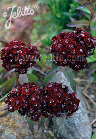 Dianthus sootty flowers