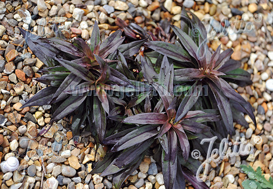 dianthus sooty foliage