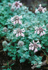 Pink dragonhead (Dracocephalum botryoides) flowers with green leaves on a blurred background