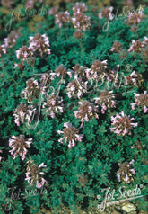 Close-up of a dragonhead (Dracocephalum botryoides) plant with small pink flowers and green leaves, branded &