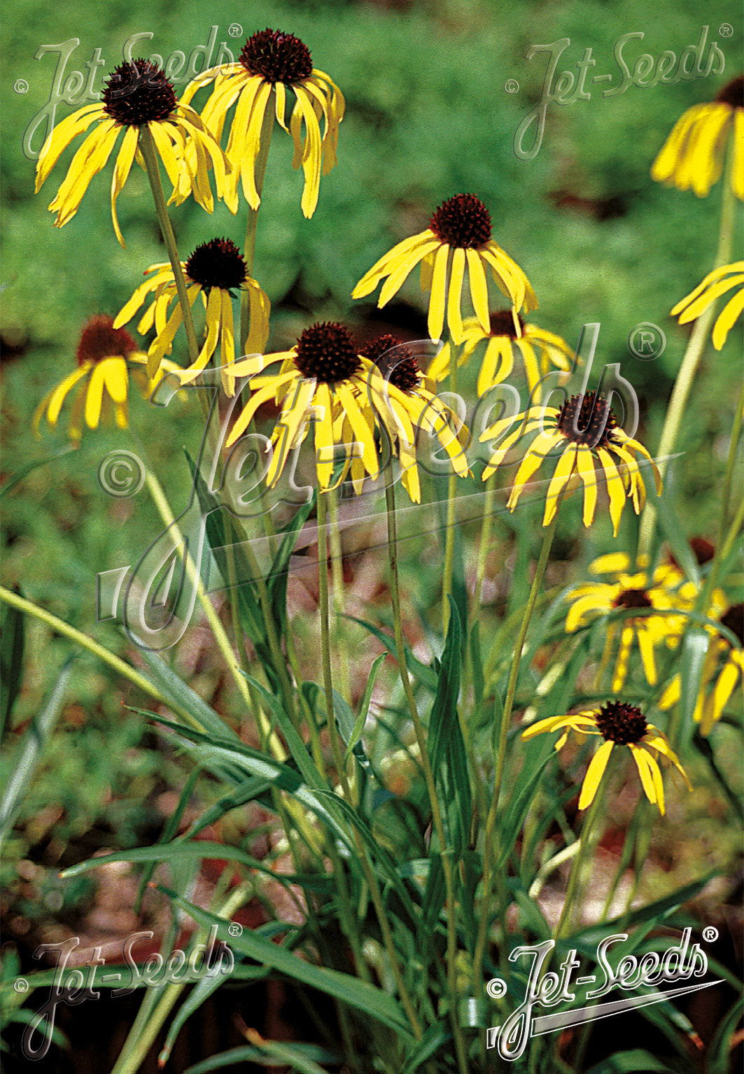 Yellow Echinacea paradoxa, commonly known as yellow coneflower, flowers with brown centers on a green background, branded &