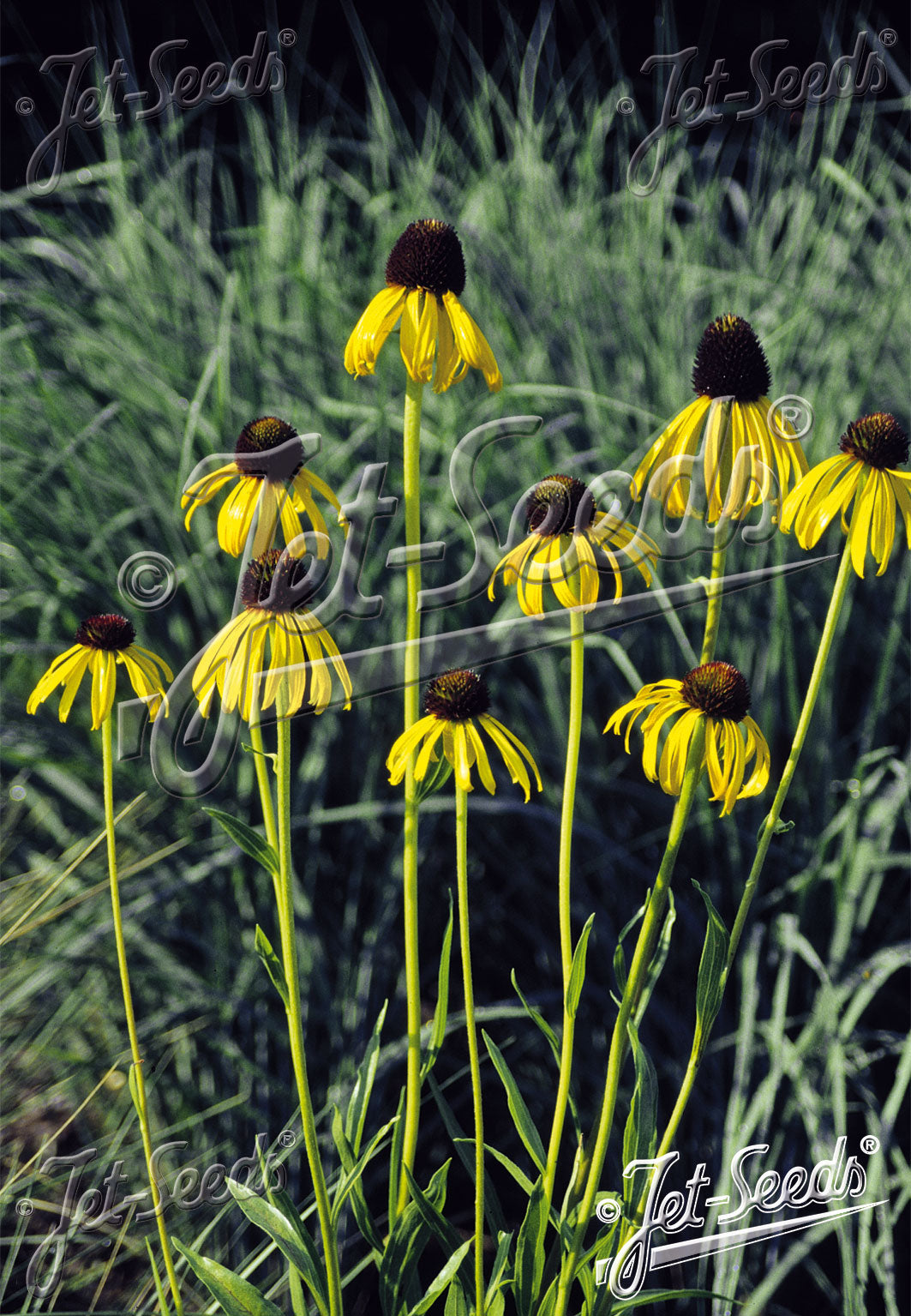 Yellow Echinacea paradoxa, commonly known as yellow coneflower, flowers with brown centers in a field, branded &