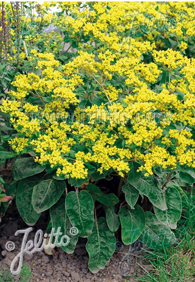 Eriogonum allenii (shale barren buckwheat)