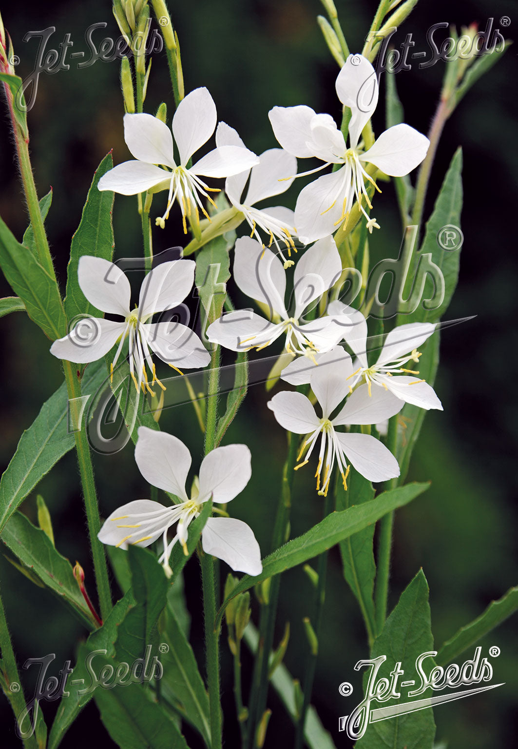 Gaura lindheimeri &
