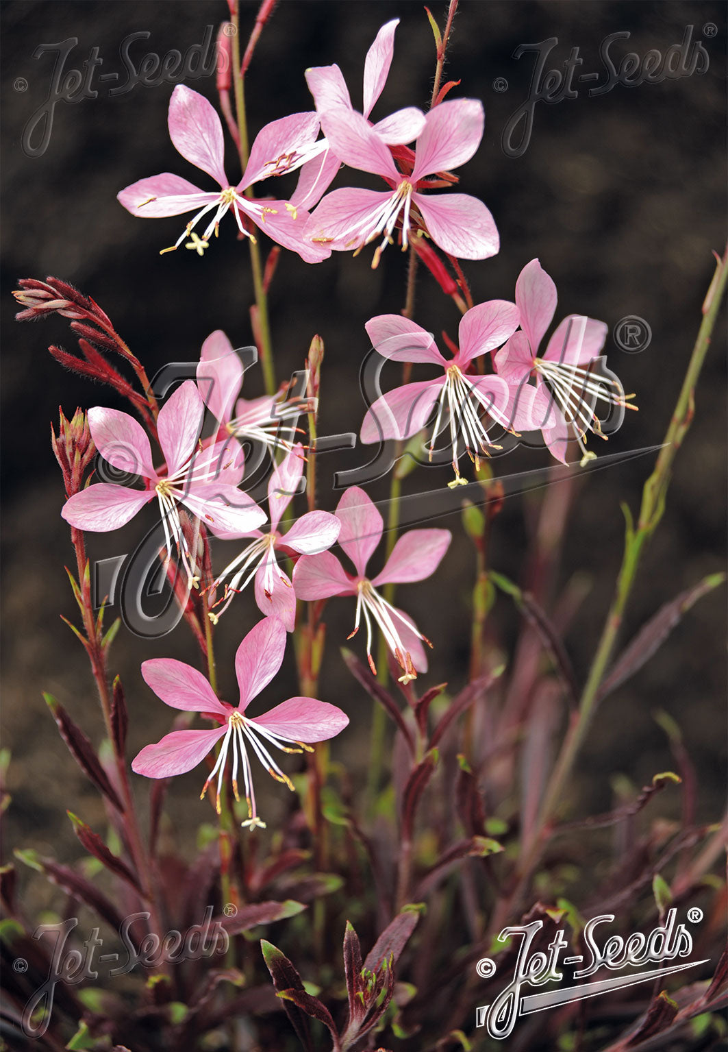 Gaura lindheimeri &