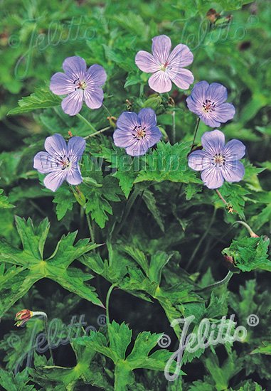 Geranium wallichianum 'Buxton's Variety'