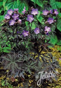 Geranium Dark Reiter flowers and foliage