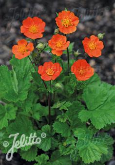 Geum coccineum Koi&